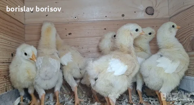 Малки пилета и пъдпъдъци!, снимка 5 - Кокошки и пуйки - 54910727