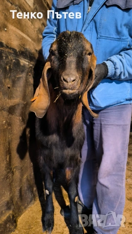 Свободен пръч за продан , снимка 5 - Кози - 53965260