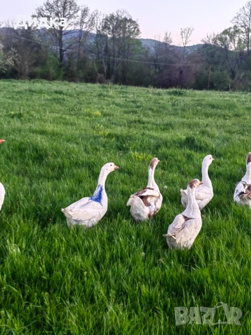 Свободен Гъсок