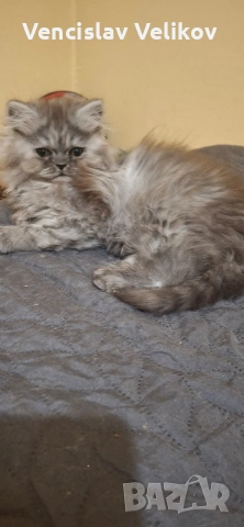персийски котенца 