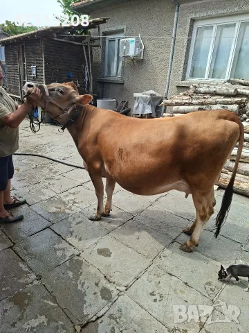 Юница "Джерсе". , снимка 11 - Крави - 55429311