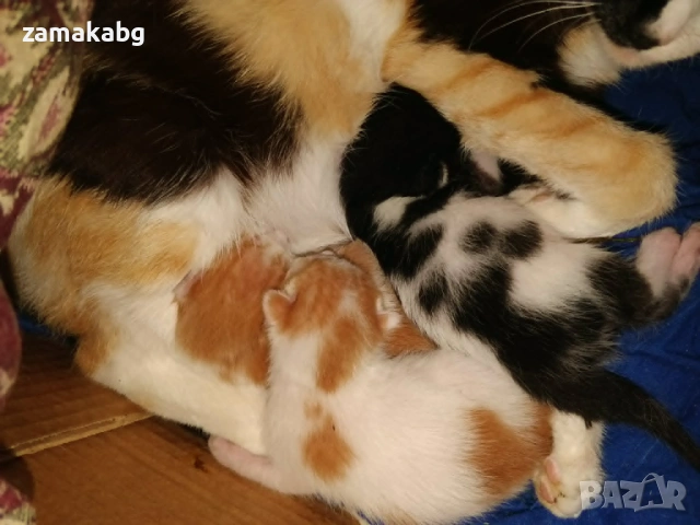 Подаряваме малки сладки котенца, снимка 2 - Други - 54412761