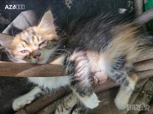 4 сладки котенца , снимка 3 - Други - 55335580
