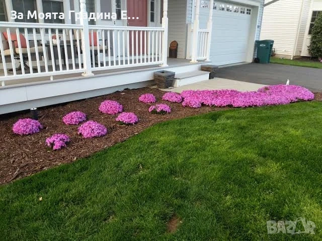 Флокс - 6 цвята /Почвопокривен и каскаден, снимка 16 - Градински цветя и растения - 54020877