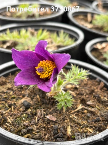🌸 🌿 Pulsatilla vulgaris ‘Blaue Glocke’ (Съсънка), снимка 2 - Градински цветя и растения - 53971512