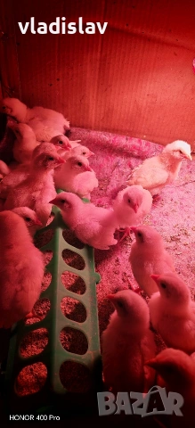 Пъдпъдъци и пилета Бял лехорн и селска, снимка 3 - Кокошки и пуйки - 54198500