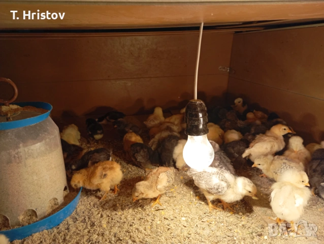 Пилета 10 дневни, снимка 2 - Кокошки и пуйки - 54321247