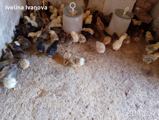 пилета кръстоска , снимка 2 - други­ - 54868380