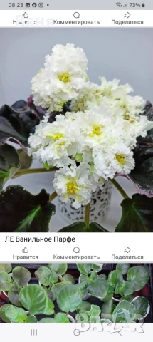 Сортова сентполия, снимка 9 - Стайни растения - 54373819
