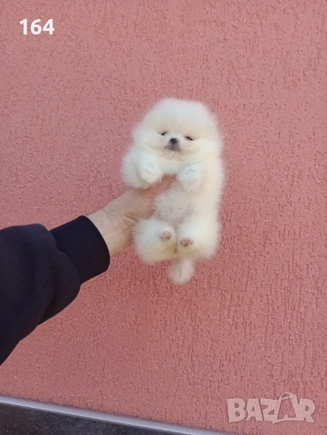 Миниатюрни чисто бели, мини Померани. Реални снимки !!!, снимка 4 - Померан - 54012750