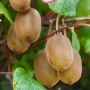 Киви Боскоп (самоопрашващо), снимка 2