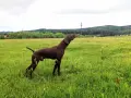 4 малки мъжки куцхаар с втора ваксина и паспорт, снимка 2