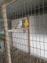 поини папагали , снимка 5