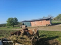 teleta napulno yadat za poveche in tl 0886609713, снимка 2