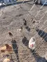 Млади Кокошки, вече снасящи., снимка 8