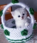 Котенца Момчета Като Борчета, снимка 1