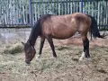 Продавам две кобили, снимка 6
