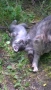 котета, снимка 3