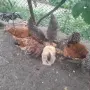Продавам 10 кокошки и 1 петле, снимка 1
