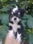Продавам мини Чихуахуа , снимка 1