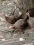 кафеви токачета на 3 месеца, снимка 1