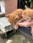 Осинови коте , снимка 4