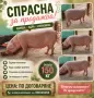 Продавам заплодени прасета, снимка 1