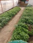 ПРОДАВАМ РАЗСАД, снимка 4