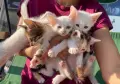 Подарявам котенца, снимка 1