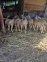 продавам млади овце, снимка 3
