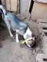 Източно сибирска лайка , снимка 2