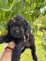 Кавапу & Cavapoo, снимка 5