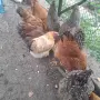 Продавам 10 кокошки и 1 петле, снимка 3
