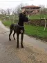 кученца Немски дог, снимка 12