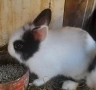 Продавам мини зайчета , снимка 3