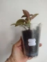 Нематантус, nematanthus Santa Teresa, снимка 4