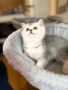 Сребърни котета , снимка 2