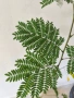 Акация тропическа Acacia leucaena! , снимка 3