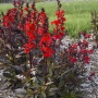 Лобелия Скарлет, Lobelia speciosa Starship Scarlet, студоустойчива и многогодишна, снимка 3