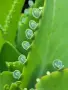 Каланхое Дегремонтиана (Kalanchoe daigremontiana) – живородно сукулентно растение, снимка 2