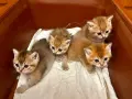 Британска късокосместа порода, 4 златисти котета, котка, домашни любимци, снимка 7