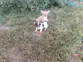 мъжки чихуахуа. , снимка 4