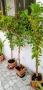 Фикус Бенджамин Microcarpa, височина 145-135см, снимка 5