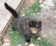 Търсим дом на това слънчице, снимка 5