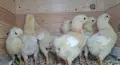 Малки пилета и пъдпъдъци!, снимка 5