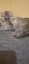 персийски котенца , снимка 1