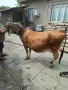 Юница "Джерсе". , снимка 11