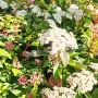 Вибурнум Тинус Ева Прайс, Viburnum Eva Price или още Калина !!!!!, снимка 4