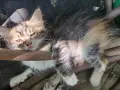 4 сладки котенца , снимка 3