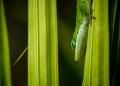 Tamron AF 70-300mm f/4-5.6 LD Di Tele-Macro обектив Канон, снимка 9